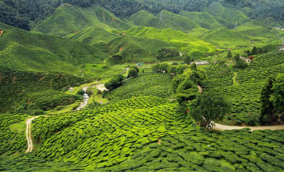 assam-tea-garden