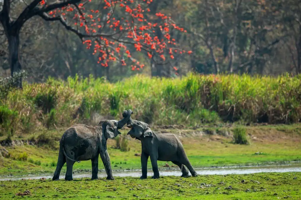 kaziranga-national-park